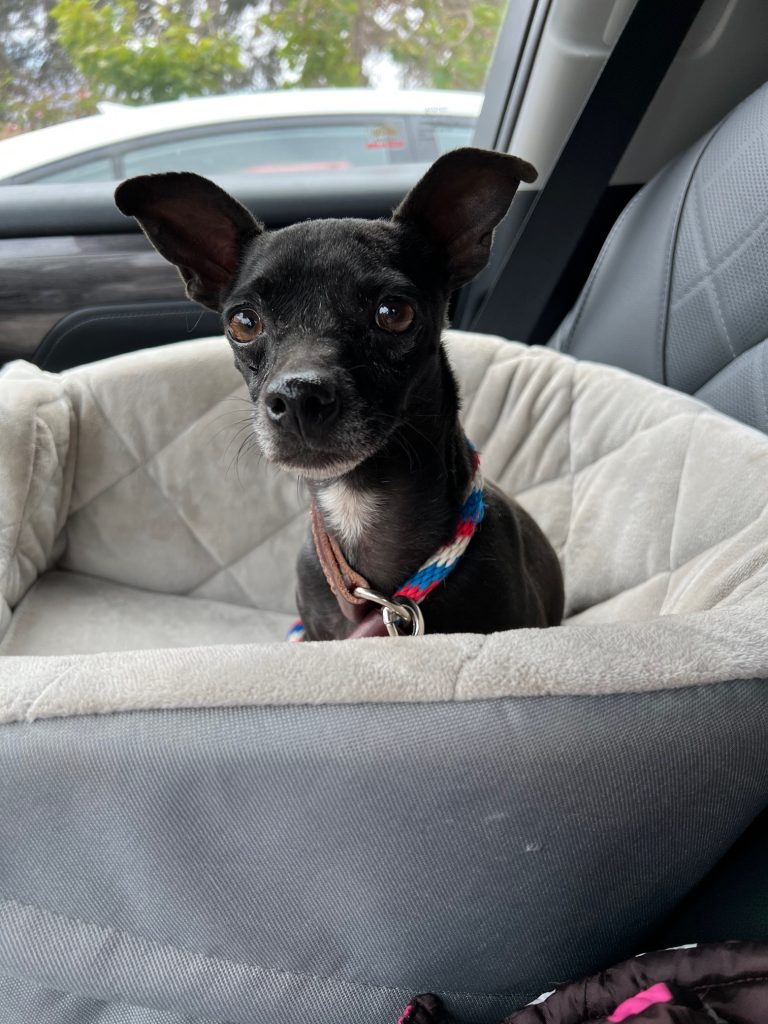 Cruz, a feral dog we rescued