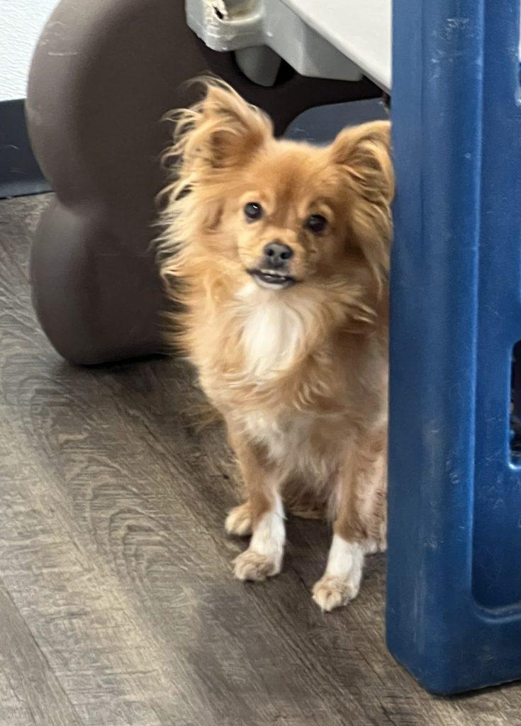 Cameron a dog rescued from a hoarding situation.