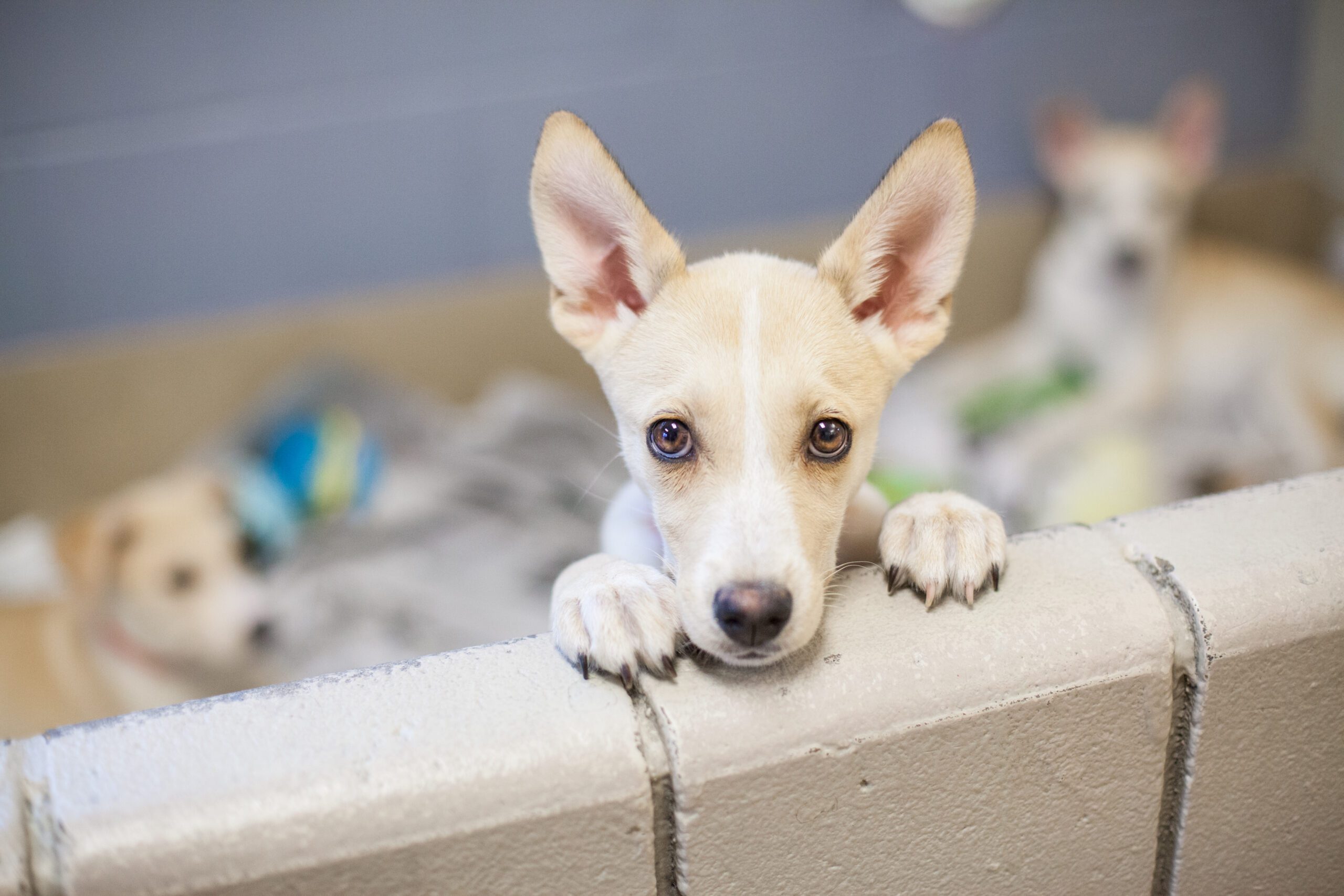 foster a dog for the rescued pup