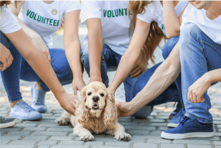 volunteer team with rescue dog